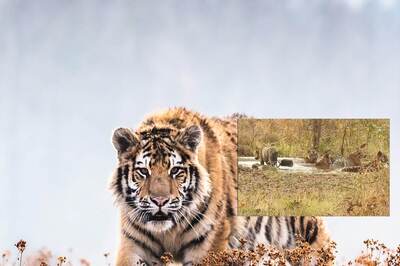 Two Tigers from Ranthambore Reserve to Be Shifted to Mukundra, Sariska