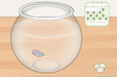 How to Clean a Betta Fish Bowl