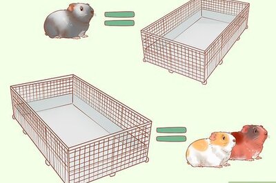 How to Take Care of a Guinea Pig