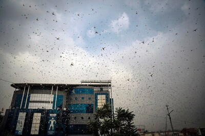 Locust Swarms Head Towards Maharashtra's Gondia, About 90,000 Hectares Hit in 20 Rajasthan Districts