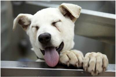 Syrian Woman Collects Nearly 1,500 Dog-related Items for World Record