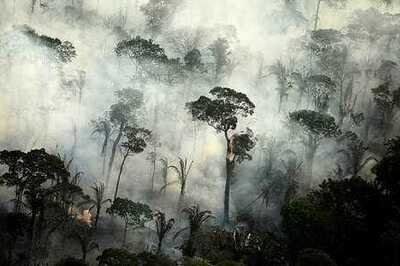 Fires in Brazil's Amazon Rainforest Surge in July, Worst in Recent Days; Activists Warn of More Damage