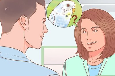 How to Breed Budgies