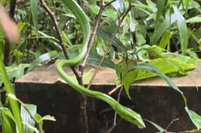 Can You Spot The Snake Hidden In This Viral Video Without Zooming In?