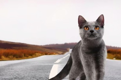 Lost Siamese Cat Travels Over 1,200 Km To Reunite With Owners After Two Months