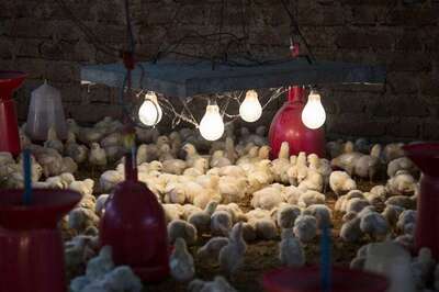 Karnataka does a u-turn on meat ban, Punjab bans sale in Patiala and Ludhiana