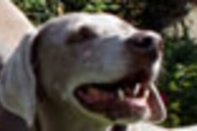 Microchipped dog finds way home after nine years