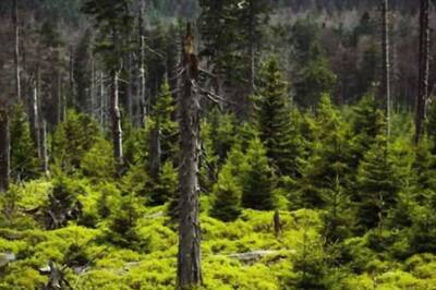 To Help Conserve Precious Biodiversity, India Needs to Empower its Forest-dwelling Population