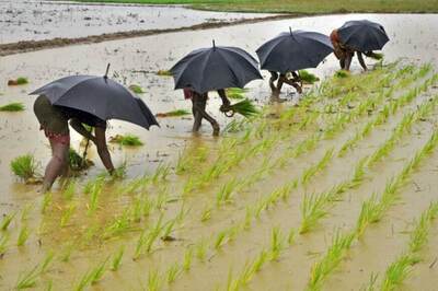 Summer Crop Planting Down Nearly 9% After Delayed Monsoon: Report