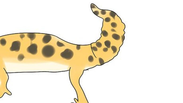 How to Choose a Leopard Gecko