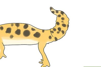 How to Choose a Leopard Gecko