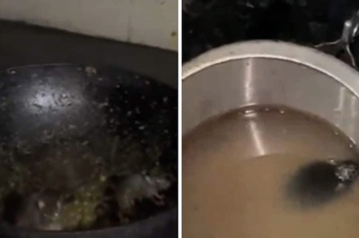 IIT Roorkee Students Find Rat Roaming In Kitchen And Utensils, Video Sparks Outrage