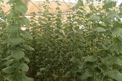 Karnataka Farmers Grow Cucumber Plantation In Polyhouse, Earns Rs 30,000 Per Month