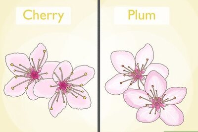 How to Tell the Difference Between Plum Blossoms and Cherry Blossoms