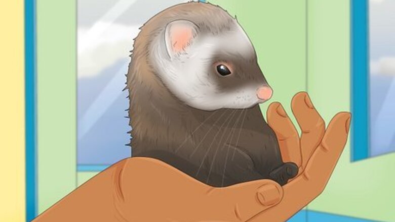 How to Decide if a Ferret Is the Right Pet for You