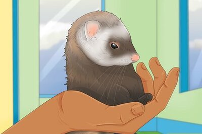 How to Decide if a Ferret Is the Right Pet for You