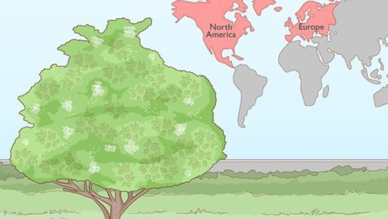 How to Identify Elderflower