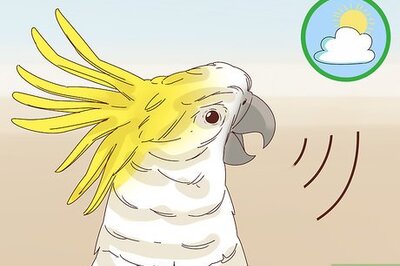 How to Keep a Pet Bird Quiet
