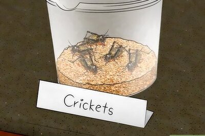 How to Feed a Tarantula