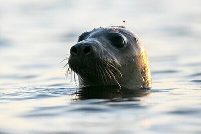 Conservation Success Or Pests? Seals Spark Passionate Debate