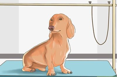 How to Groom a Short Haired Dachshund