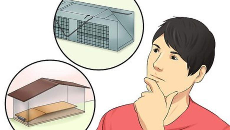 How to Catch an Escaped Pet Rat