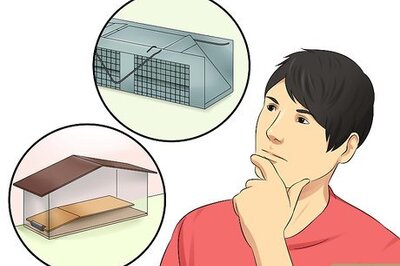 How to Catch an Escaped Pet Rat