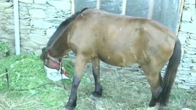 Horse Which Ferried its Owner from Kashmir to Rajouri Placed Under 'Home Quarantine'