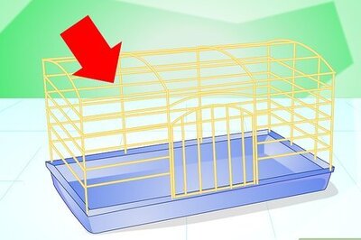 How to Make Your Guinea Pig Comfortable in Its Cage