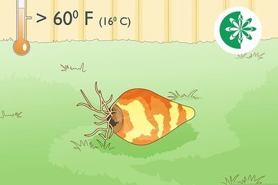 How to Plant Spider Lily Bulbs