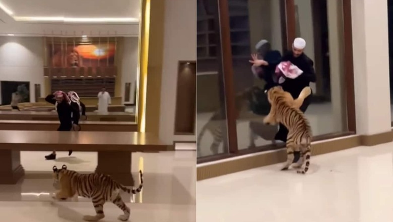 Watch: Pet Tiger Chases Dubai Man In Lavish Home