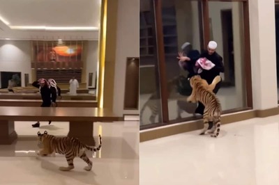 Watch: Pet Tiger Chases Dubai Man In Lavish Home