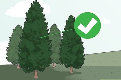 How to Decorate a Living Room for Christmas