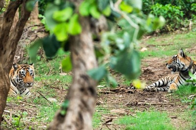 News19 Evening Digest: Massive Fire Engulfs Sariska Tiger Reserve in Rajasthan, IAF Choppers Join to Tame Blaze and Other Stories