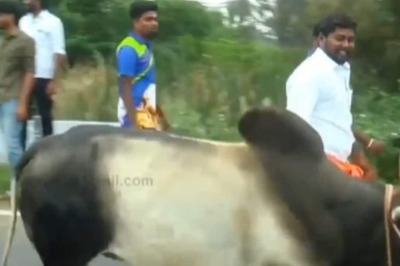 With Two Weeks To Go For Jallikattu, Bull Training In Full Swing In Madurai