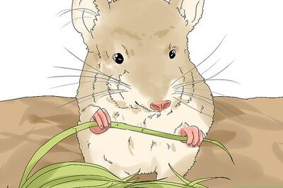 How to Prevent and Treat Overgrown Teeth in Chinchillas