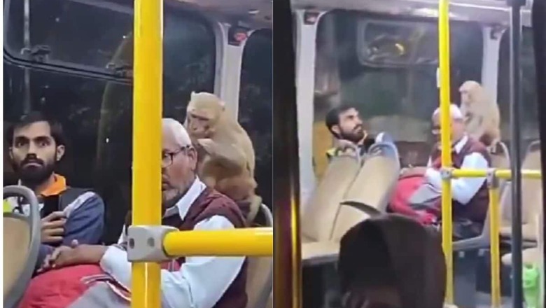 Monkey 'Boards' Lucknow Bus and Creates Panic Among Passengers in Viral Video