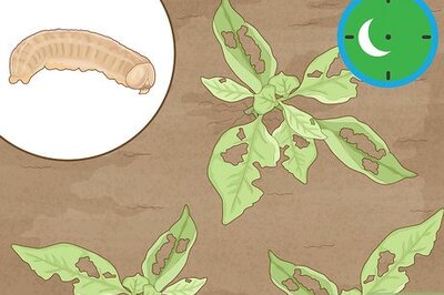 How to Identify Cutworm Damage