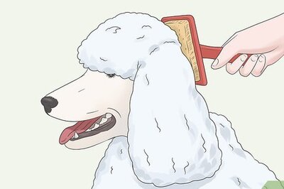 How to Keep Poodle Hair from Matting