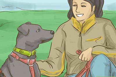 How to Become a Veterinarian