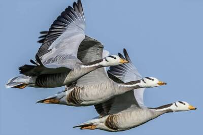 Over 1,000 Endangered Migratory Birds Found Dead in Himachal Pradesh, Experts Sound Alarm