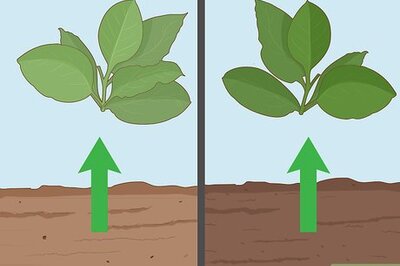 How to Grow Tobacco