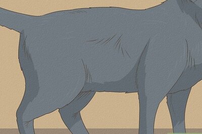 How to Spot a Russian Blue Cat: An Easy Step-By-Step Guide