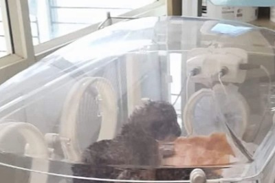 ‘Amar, Akbar And Anthony’: Asiatic Lioness Rewa Gives Birth To 3 Male Cubs