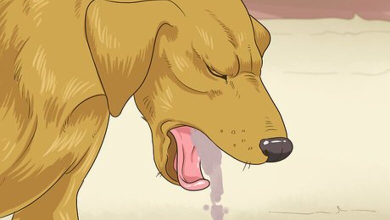 How to Diagnose Ulcers Caused by Mast Cell Tumors in Dogs