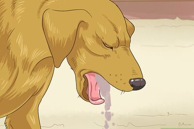 How to Diagnose Ulcers Caused by Mast Cell Tumors in Dogs