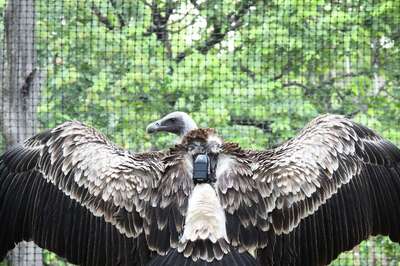 In A First for Maharashtra, 20 Captive-Bred, Critically Endangered Vultures Ready for Release in the Wild