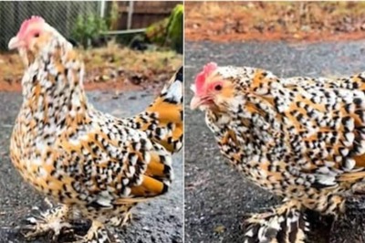 Why This Chicken Breed Is Most Underrated In Terms Of The Looks