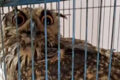 In Andhra Pradesh’s Kakinada, Injured Wild Bird Rescued By Local Farmer and Forest Officials