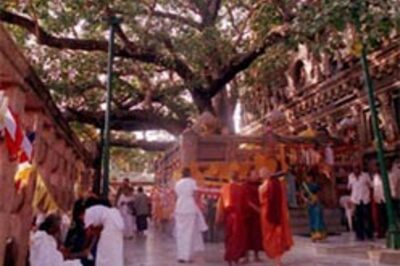 Ancient Mahabodhi tree damaged